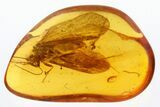 Detailed Fossil Caddisfly (Trichoptera) In Baltic Amber #307621-1